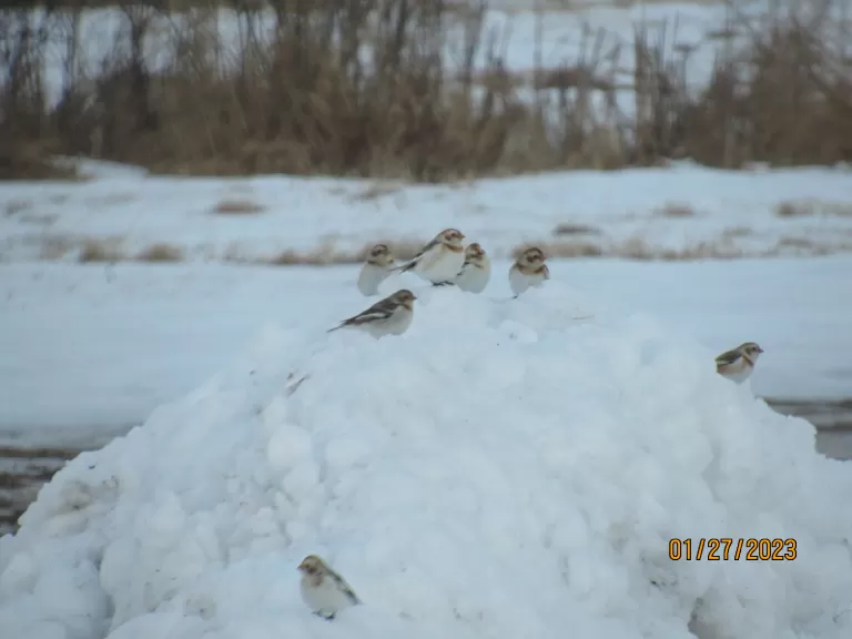 Snow buntings in Stow, photographed by Steve Trefry.