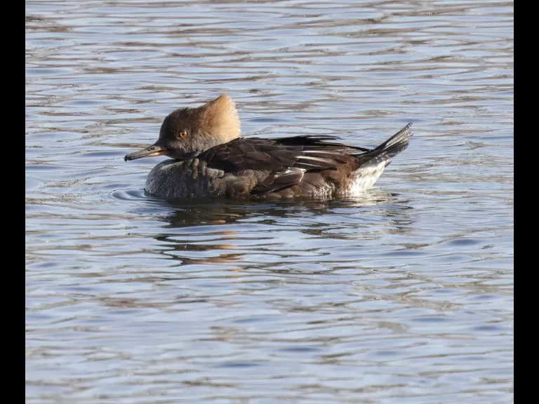 A hooded merganser at the Sudbury Reservoir in Southborough, photographed by Steve Forman.