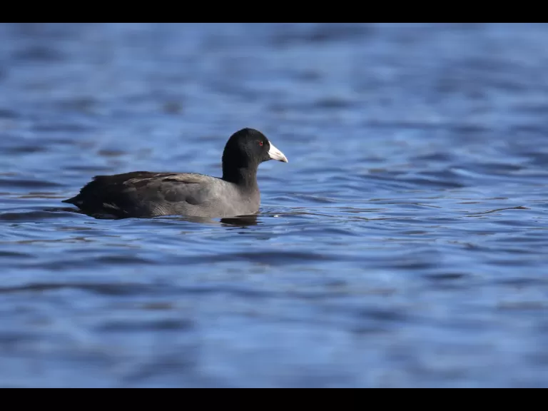 An American coot at Hager Pond in Marlborough, photographed by Sue Feldberg.