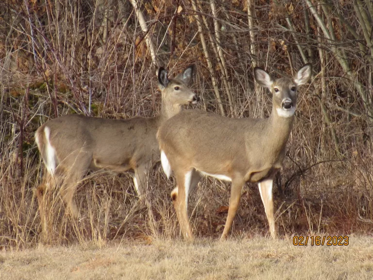 White-tailed deer in Stow, photographed by Steve Trefry.