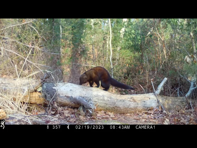 A fisher in Boylston, photographed with an automatically triggered wildlife camera by Jim Makuc.