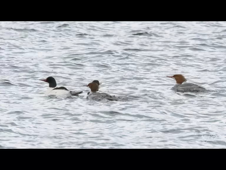 Common mergansers at Lake Chauncy in Westborough, photographed by Nancy Wright.