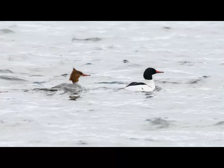 Common mergansers at Lake Chauncy in Westborough, photographed by Nancy Wright.