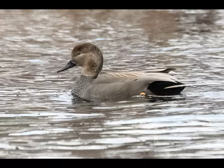 A gadwall at Lake Chauncy in Westborough, photographed by Nancy Wright.