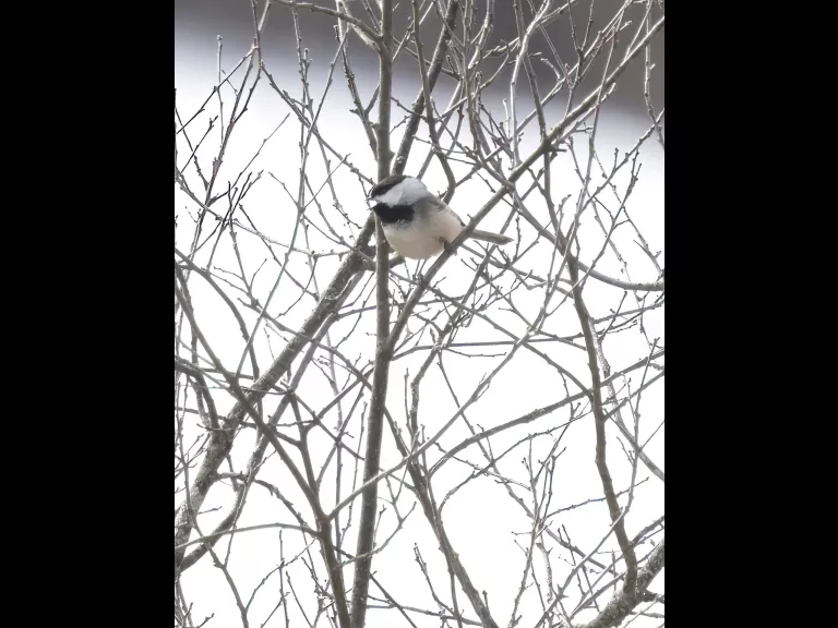 A black-capped chickadee at Breakneck Hill Conservation Land in Southborough, photographed by Steve Forman.