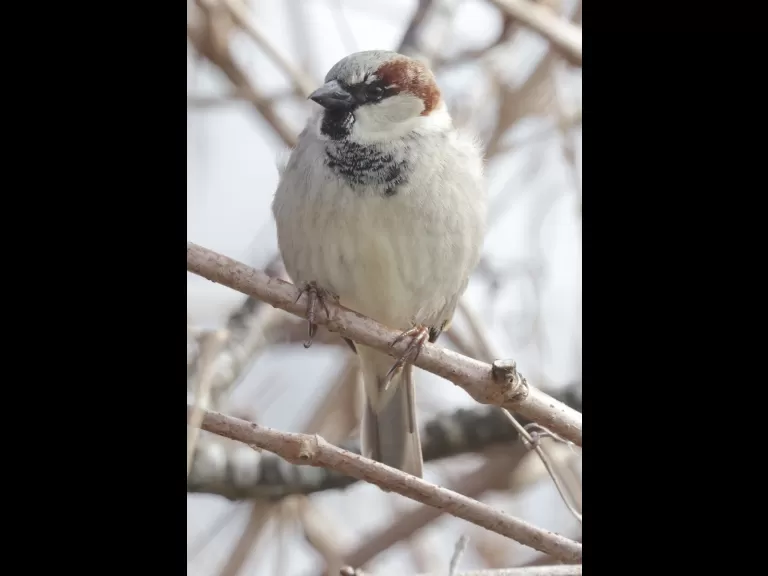 A house sparrow at Breakneck Hill Conservation Land in Southborough, photographed by Steve Forman.