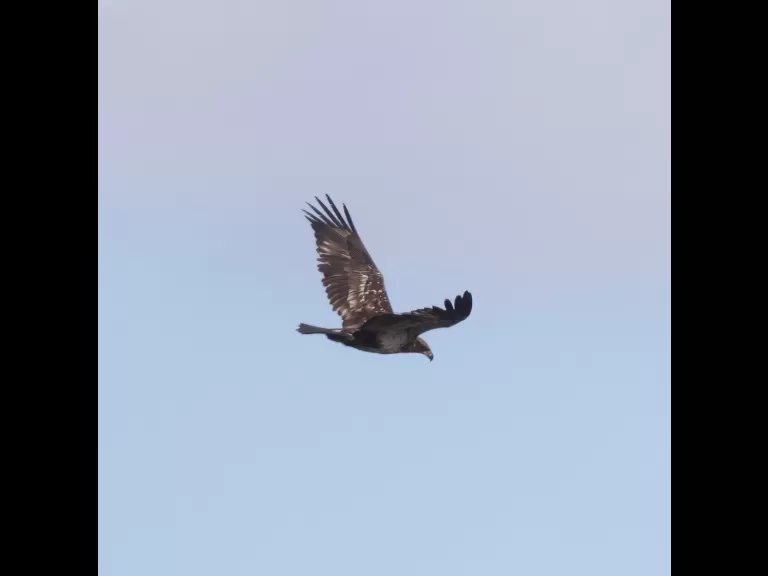 A bald eagle over Bartlett Pond in Northborough, photographed by Steve Forman.