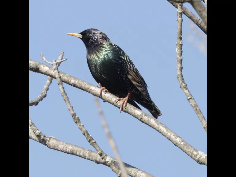 A European starling at Breakneck Hill Conservation Land in Southborough, photographed by Steve Forman.