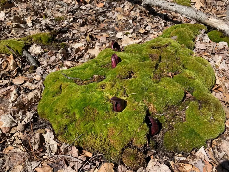 Skunk cabbage amongst moss at Cowassock Woods in Framingham, photographed by Rob St. Germain.