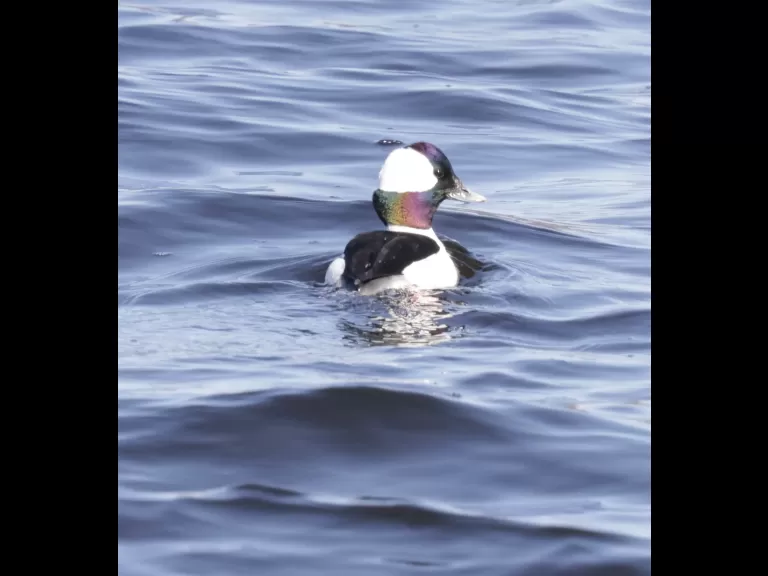 A bufflehead at the Sudbury Reservoir in Southborough, photographed by Steve Forman.