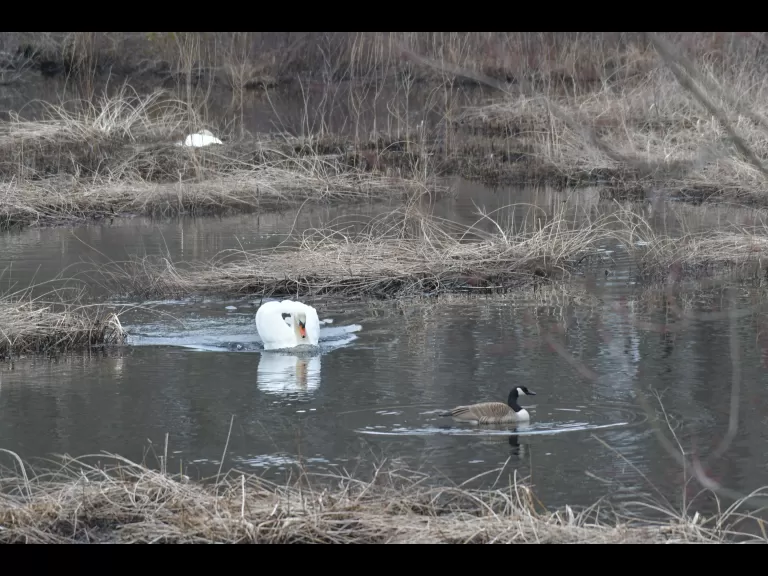 Mute swans and a Canada goose at Carver Hill in Stow, photographed by Gail Sartori.