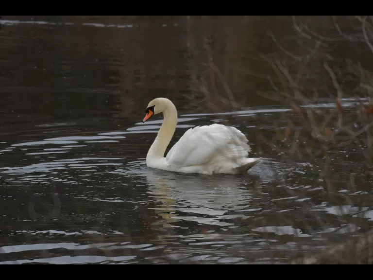 A mute swan at Carver Hill in Stow, photographed by Gail Sartori.
