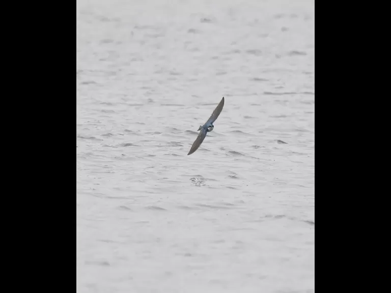 A tree swallow in Grafton, photographed by Steve Forman.