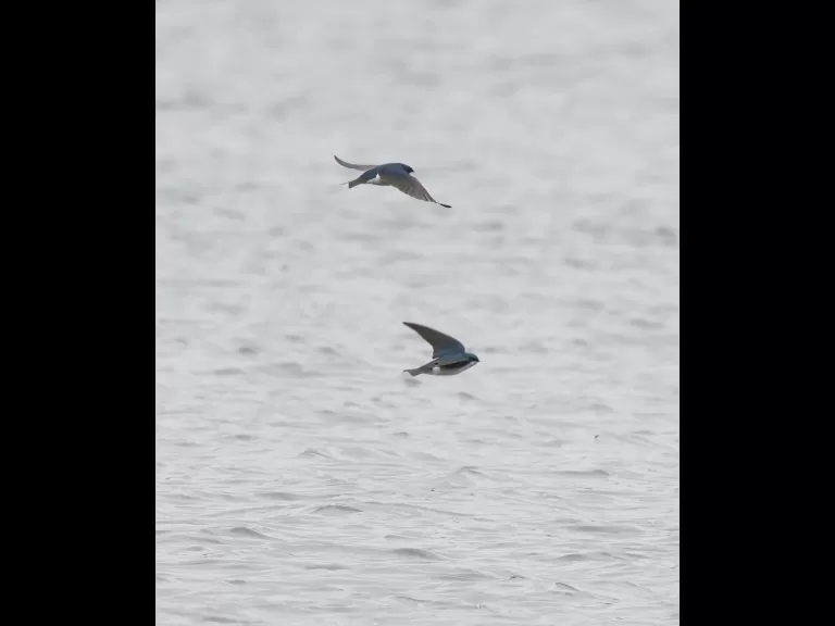 Tree swallows in Grafton, photographed by Steve Forman.