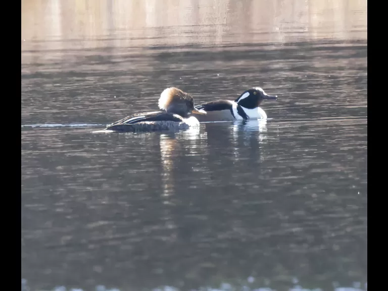 A pair of hooded mergansers at MacCallum Wildlife Management Area in Northborough, photographed by Steve Forman.