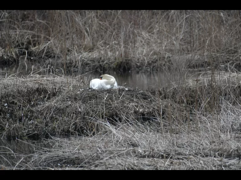 A mute swan nesting in Stow, photographed by Gail Sartori.