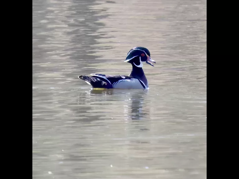 A wood duck at Hager Pond in Marlborough, photographed by Steve Forman.