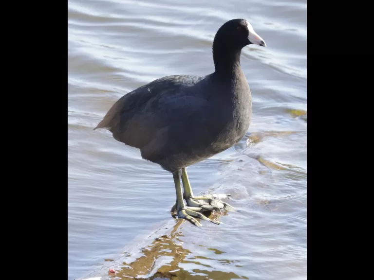 An American coot at Hager Pond in Marlborough, photographed by Steve Forman.
