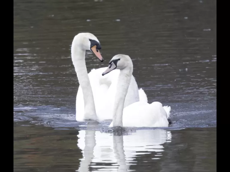 A pair of mute swans at Hager Pond in Marlborough, photographed by Steve Forman.