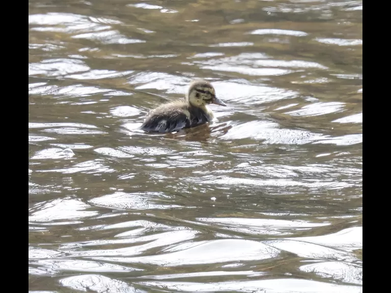 A mallard duckling at Hager Pond in Marlborough, photographed by Steve Forman.