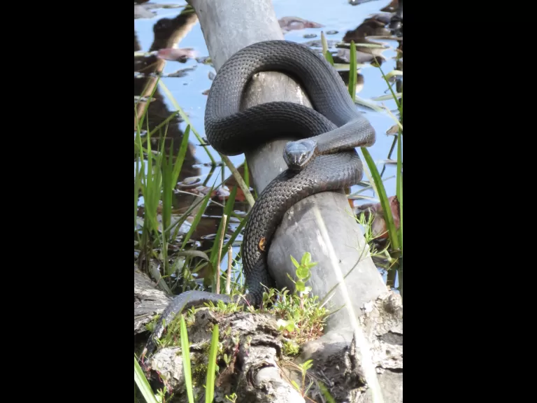A northern water snake along Hop Brook in Sudbury, photographed by Irene Gruenfeld.
