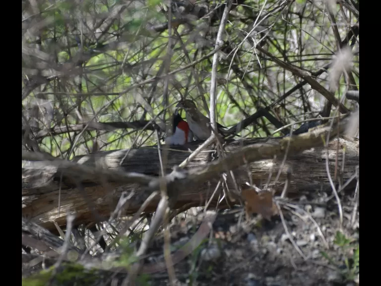 A pair of rose-breasted grosbeaks in Acton, photographed by Gail Sartori.