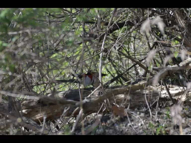 A pair of rose-breasted grosbeaks in Acton, photographed by Gail Sartori.