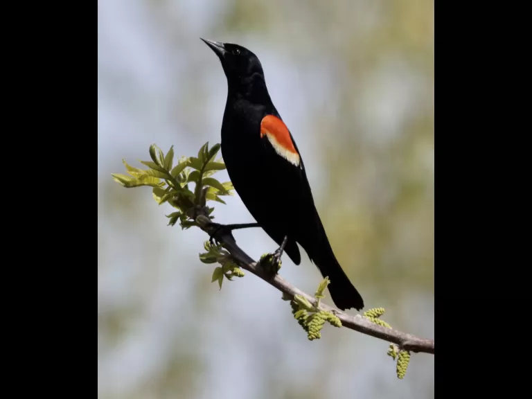 A red-winged blackbird at Breakneck Hill Conservation Land in Southborough, photographed by Steve Forman.