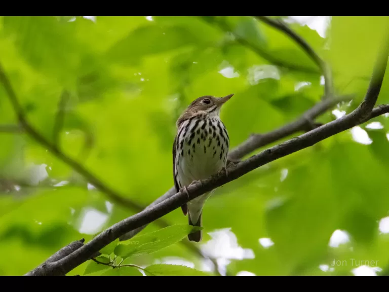 An ovenbird in Bolton, photographed by Jon Turner.