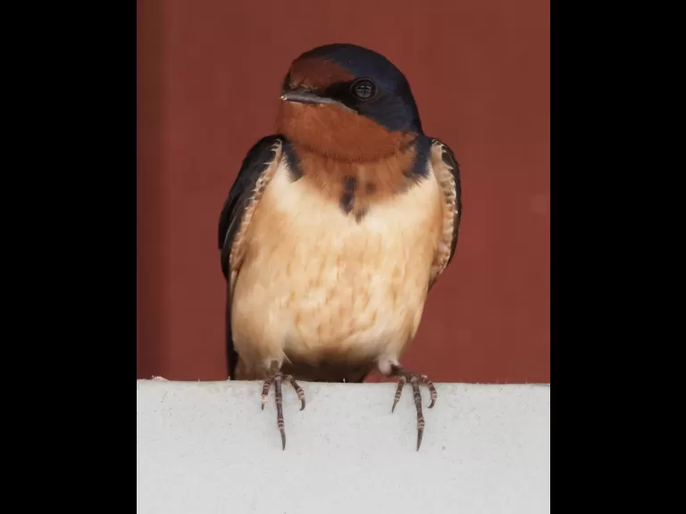 A barn swallow in Hopkinton, photographed by Steve Forman.