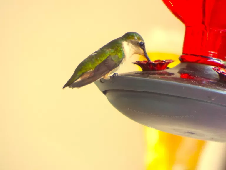 A ruby-throated hummingbird in Harvard, photographed by Robin Right.