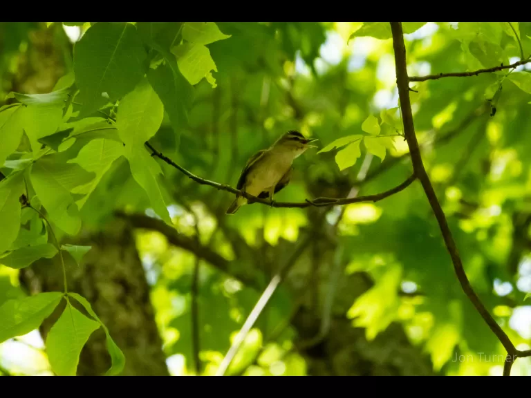 A red-eyed vireo in Stow, photographed by Jon Turner.