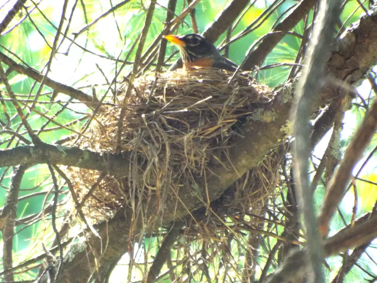 An American robin at her nest in Harvard, photographed by Robin Right.
