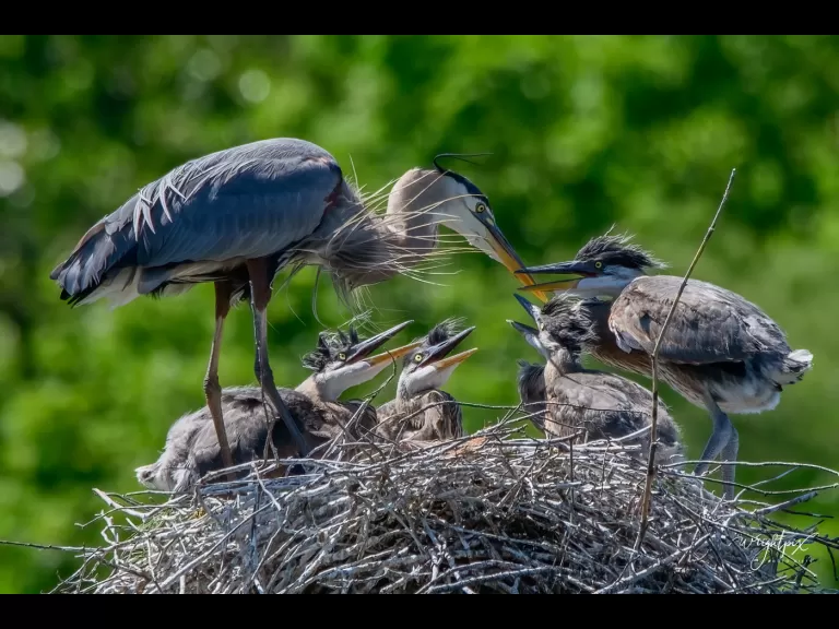 Great blue herons at their nest in Grafton, photographed by Nancy Wright.