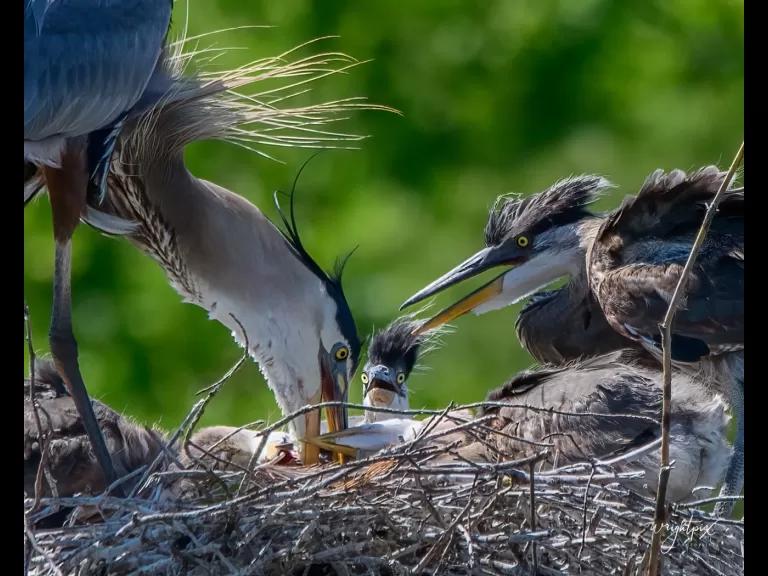 Great blue herons at their nest in Grafton, photographed by Nancy Wright.