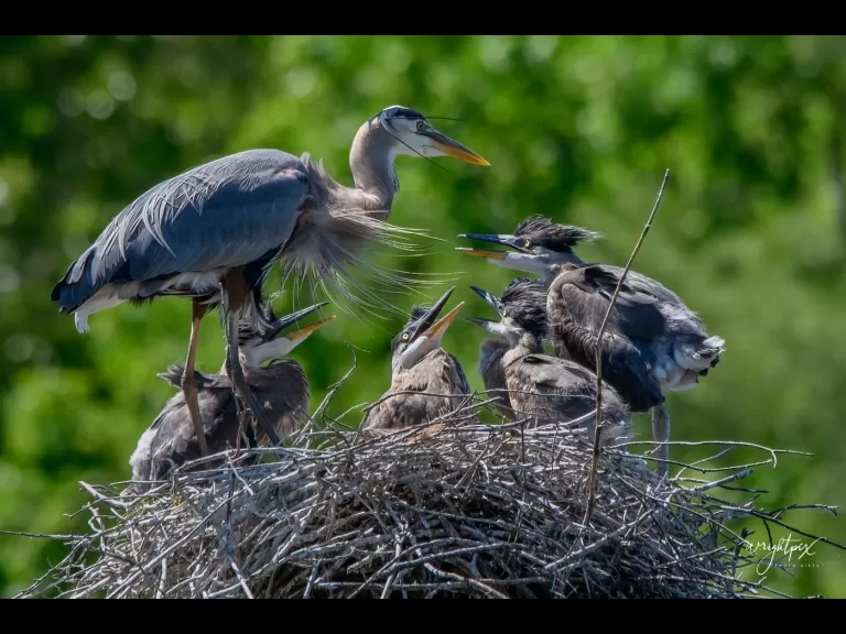 Great blue herons at their nest in Grafton, photographed by Nancy Wright.