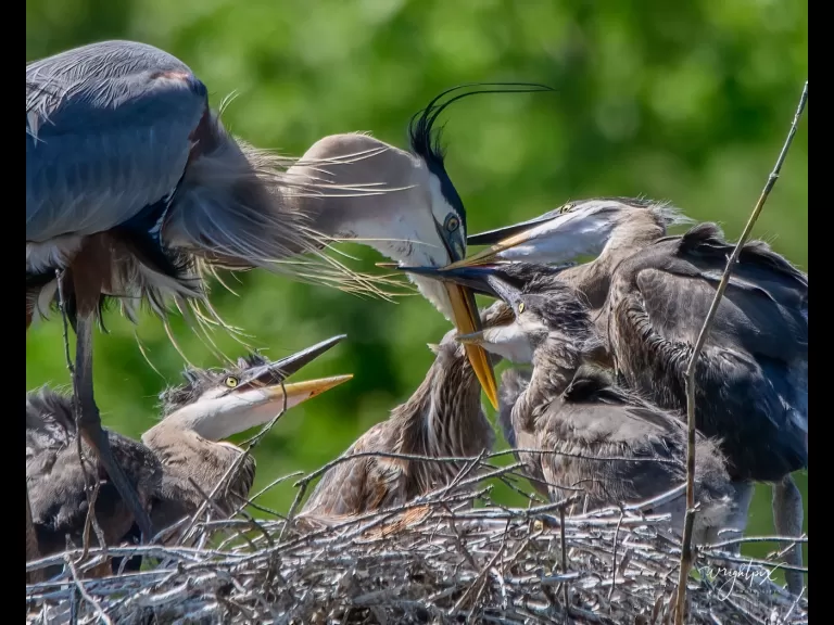 Great blue herons at their nest in Grafton, photographed by Nancy Wright.