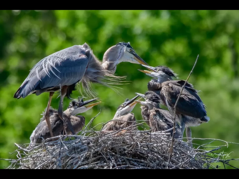 Great blue herons at their nest in Grafton, photographed by Nancy Wright.