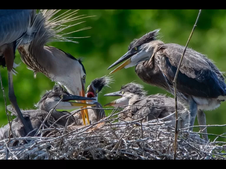 Great blue herons at their nest in Grafton, photographed by Nancy Wright.