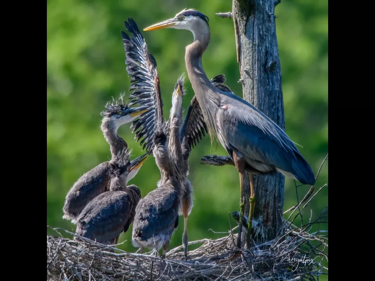 Great blue herons at their nest in Grafton, photographed by Nancy Wright.