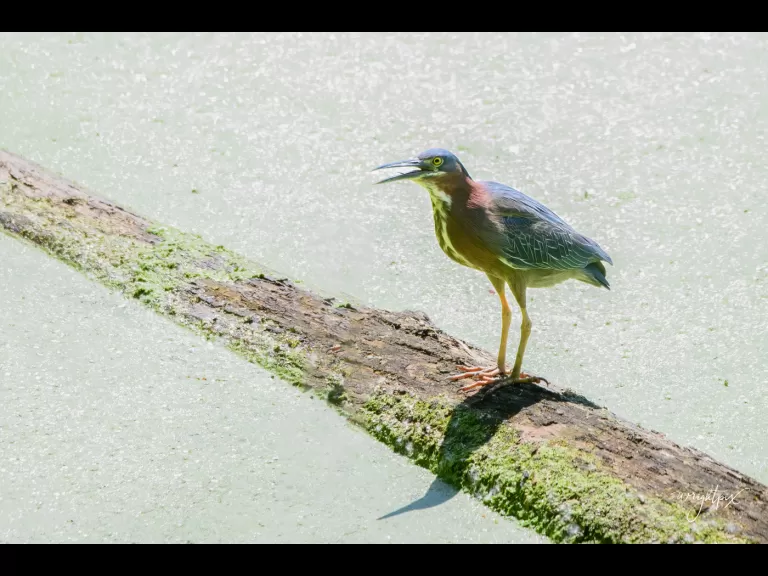 A green heron in Grafton, photographed by Nancy Wright.