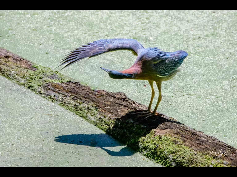 A green heron in Grafton, photographed by Nancy Wright.