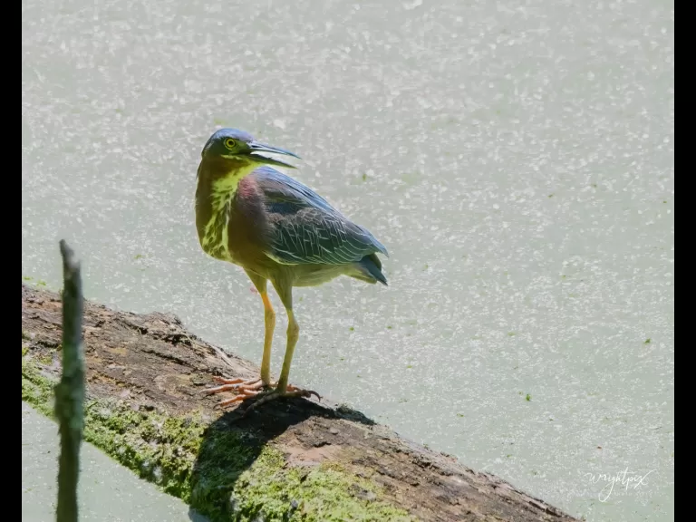 A green heron in Grafton, photographed by Nancy Wright.