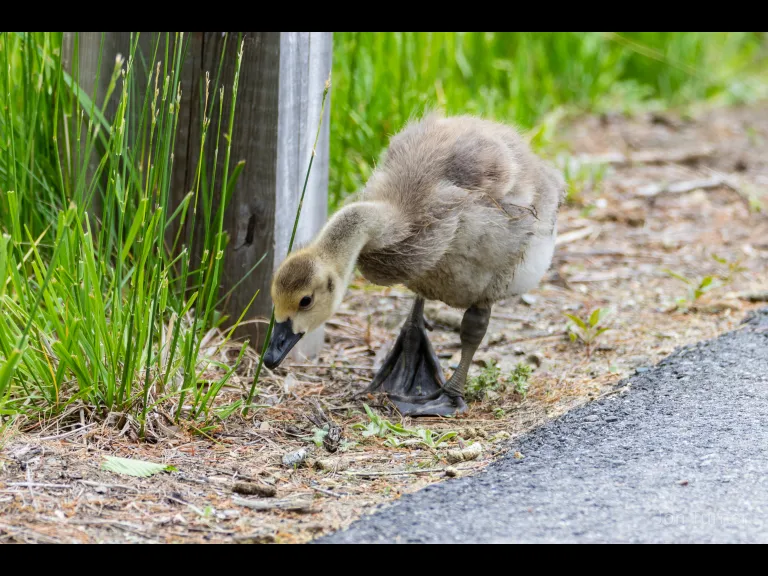 A Canada goose gosling in Harvard, photographed by Jon Turner.