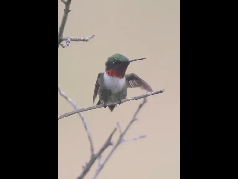 A ruby-throated hummingbird at Breakneck Hill Conservation Land in Southborough, photographed by Steve Forman.