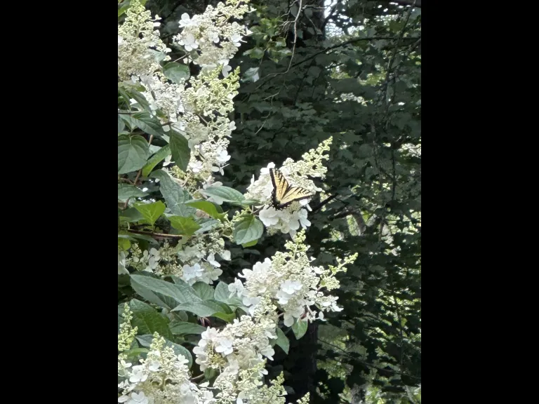An eastern tiger swallowtail in Wayland, photographed by Shelley Trucksis.