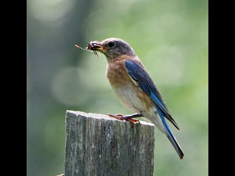 An eastern bluebird at the Acton Arboretum, photographed by Joan Chasan.