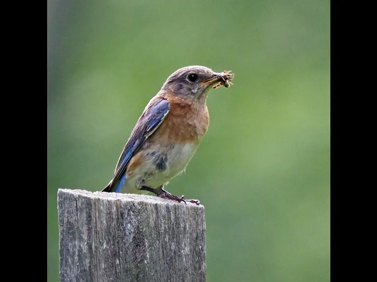 An eastern bluebird at the Acton Arboretum, photographed by Joan Chasan.