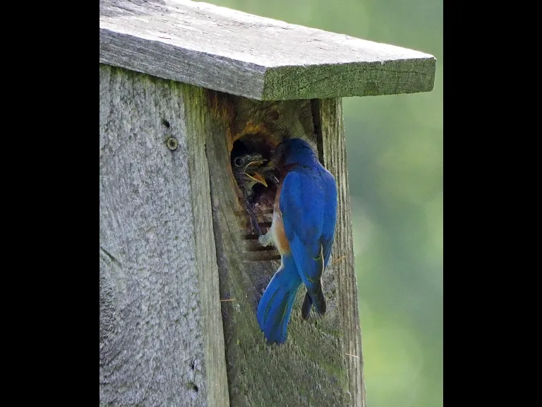 An eastern bluebird feeding its chicks at the Acton Arboretum, photographed by Joan Chasan.