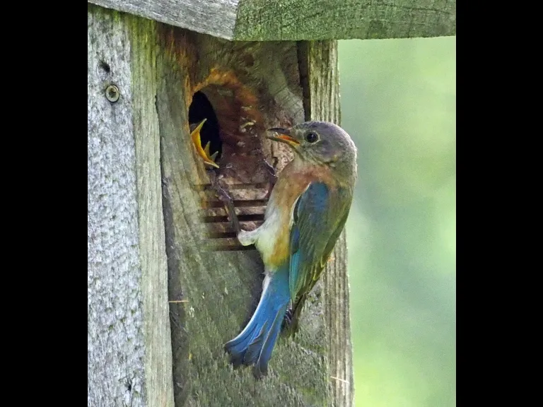 An eastern bluebird feeding its chicks at the Acton Arboretum, photographed by Joan Chasan.